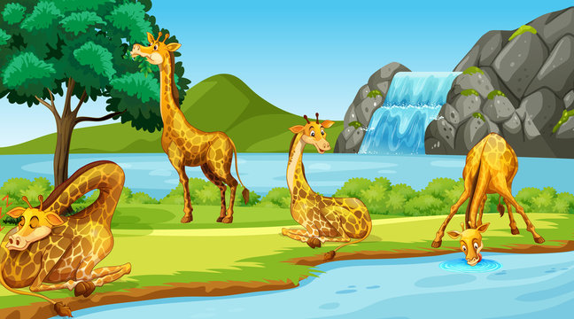 Scene with giraffes by the river