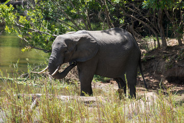 Obraz premium Eléphant d'Afrique, loxodonta africana, African elephant, Parc national Kruger, Afrique du Sud