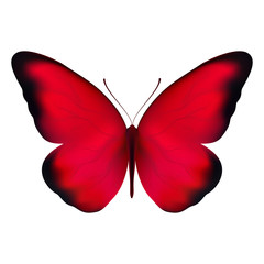 Realistic red butterfly isolated on a white background. Beautiful vector illustration - view from above. Design for paper, baners, t-shirts, logos and more.