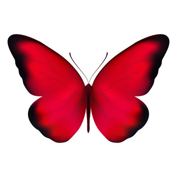 Realistic red butterfly isolated on a white background. Beautiful vector illustration - view from above. Design for paper, baners, t-shirts, logos and more.