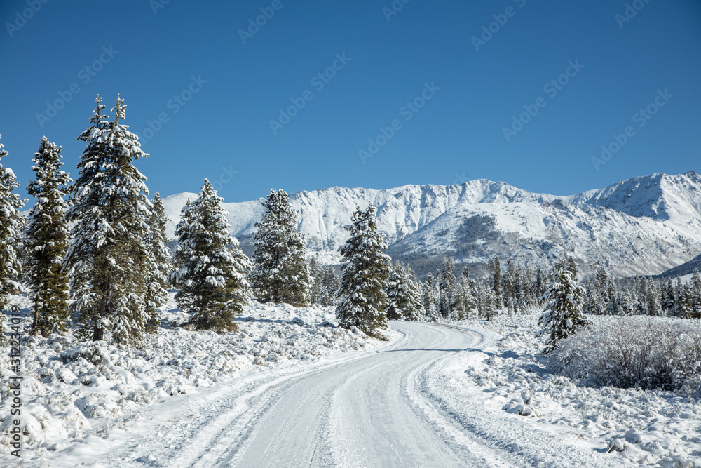 Wall mural snowy road up the mountain with pine trees lined in snow with tire tracks