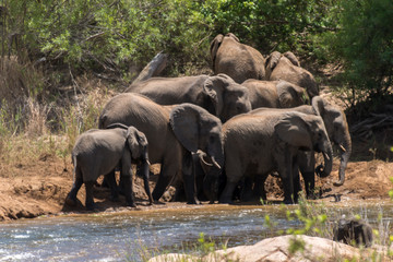 Eléphant d'Afrique, loxodonta africana, African elephant, Parc national Kruger, Afrique du Sud