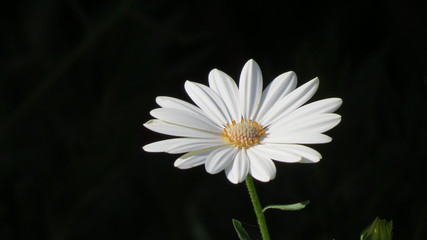 Margara