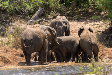 Eléphant d'Afrique, loxodonta africana, African elephant, Parc national Kruger, Afrique du Sud