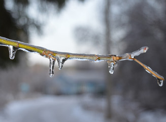 icy branches in frost and snow trees in a cold forest on a frosty winter day