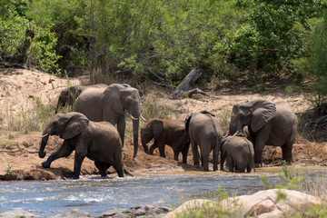 Eléphant d'Afrique, loxodonta africana, African elephant, Parc national Kruger, Afrique du Sud