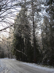 Fototapeta premium icy branches in frost and snow trees in a cold forest on a frosty winter day