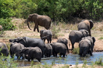 Fototapeta na wymiar Eléphant d'Afrique, loxodonta africana, African elephant, Parc national Kruger, Afrique du Sud