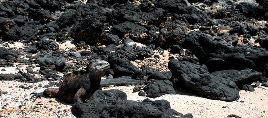 Marine iguana on the sand