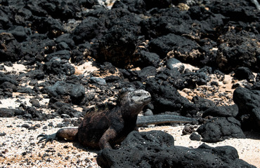 Marine iguana on the sand