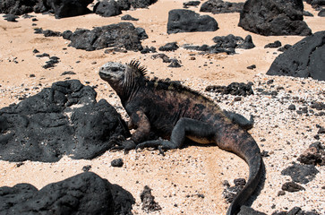 Marine iguana on the sand