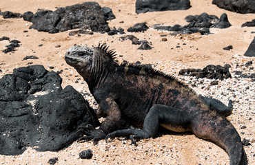 Marine iguana on the sand