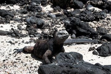 Marine iguana on the sand