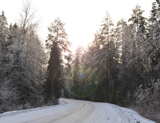 Obraz premium icy branches in frost and snow trees in a cold forest on a frosty winter day