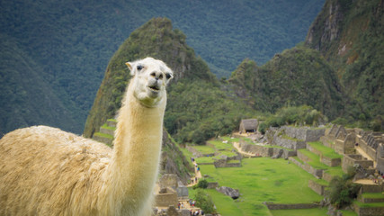 wild Llama in the city of Machu Picchu