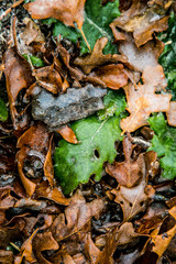 changing color of leaves as winter sets in with ice on the rainy wet leaf of brown and green textures