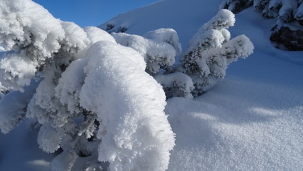Fototapeta na wymiar Winter wonderland im detail bei Sonne und Schnee