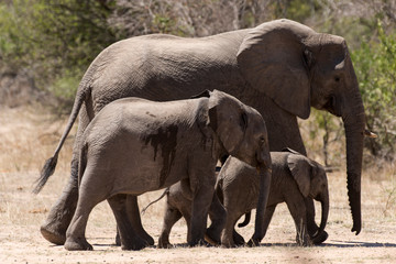 Naklejka premium Eléphant d'Afrique, loxodonta africana, African elephant, Parc national Kruger, Afrique du Sud