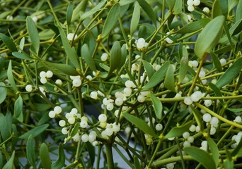 parasite plant Viscum album - mistletoe with white berries