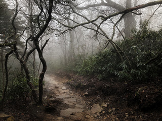 Foggy morning path on a rainy day through the forest of green and barren trees in north carolina
