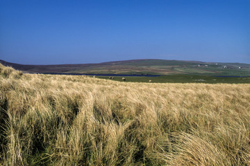 Réserve naturelle, Ile de Fetlar, Iles Shetland, Ecosse, Grande Bretagne