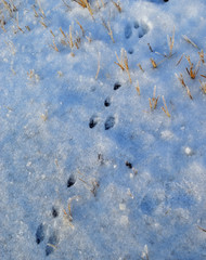 hare tracks among the branches in the frost and snow in the cold forest on a frosty winter day