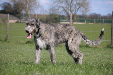 beautiful large irish wolfhound is walking in the garden