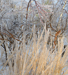 icy branches in frost and snow trees in a cold forest on a frosty winter day