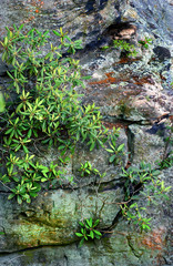 Fototapeta premium moss on the stony cliff