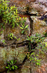 Fototapeta premium moss on rocks