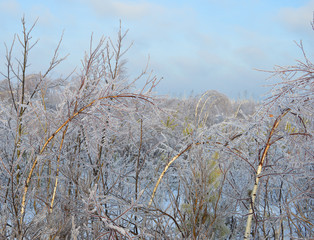 icy branches in frost and snow trees in a cold forest on a frosty winter day