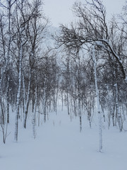 Slender birch trees with snow. Dark and moody winter scenery in Norwegian Lapland.