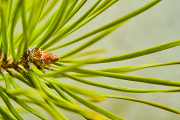 Close-up view of pine buds in the middle of green needles. Selective focus. Macro.