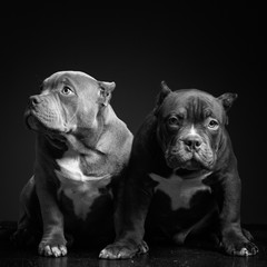 Two cute puppies of breed American Pit Bull Terrier on a dark background. Black and white image