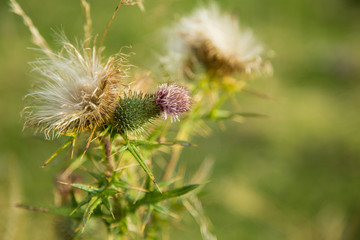 Distel