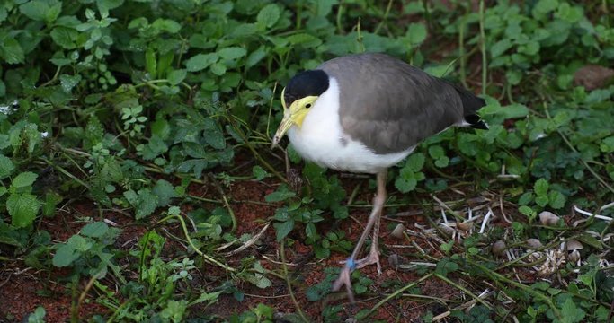 A masked lapwing (Vanellus miles) carefully stepping along the ground in search for food.