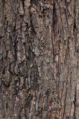 Bark tree