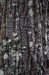 Bark tree