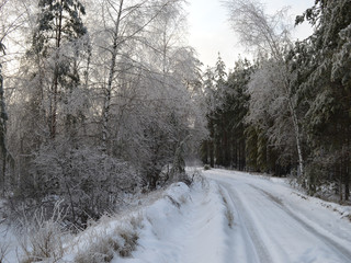 Obraz premium icy branches in frost and snow trees in a cold forest on a frosty winter day