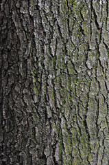 Bark tree