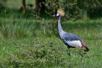 Grey Crowned Crane, (Balearica regulorum gibbericeps), Lake Elementaita, Rift Valley, Kenya.