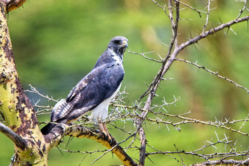 Augur Buzzard (Buteo augur) perched in a tree, Lake Elementaita area, Rift Valley, Kenya.