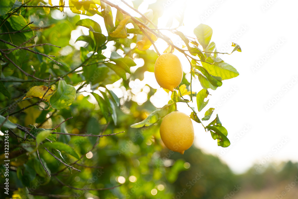 Wall mural lemon. ripe lemons hanging on tree. growing lemon