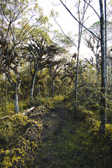 forest in autumn