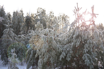 icy branches in frost and snow trees in a cold forest on a frosty winter day