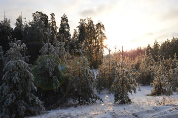 icy branches in frost and snow trees in a cold forest on a frosty winter day