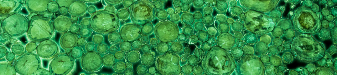 Wood texture or wood background. Wood for interior exterior decoration green design. 