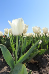 Tulips in a field