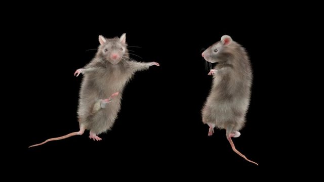 Rat Dance CG fur 3d rendering animal realistic CGI VFX composition 3d mapping cartoon, Animation Loop, With Alpha Channel