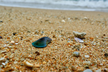 Seashells at the wave